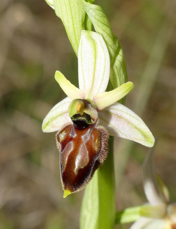 Ophrys exaltata subsp. archipelagi in Abruzzo marzo e aprile 2019